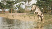 Captura 3 de Animalia Survival